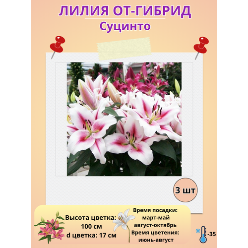 ������ ������ �������� ����� ��-������ �������, ����������� ����� ����