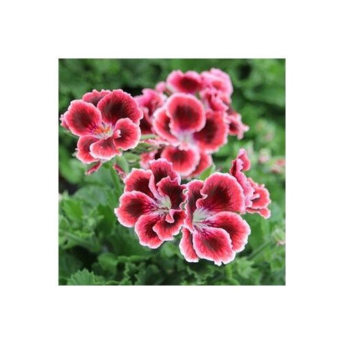 ������ ������ ������ ���������� ����������� ������� ����� 4 �� (1 �������� (O)) ����