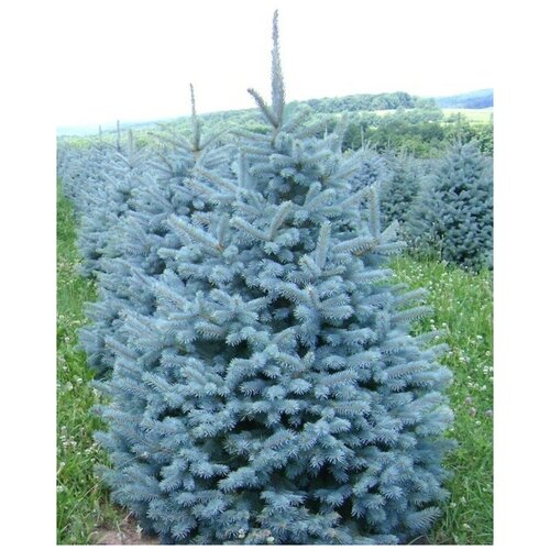 ������ ������ ������ ��� ������� ������� (Picea pungens), 30 ���� ����