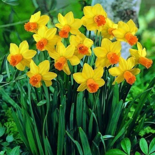 ������ ������ �������� �������� �������� ( 5 �� ) ����