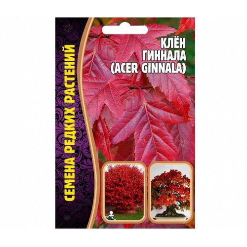 ������ ������ ������ ����� ������� (Acer Ginnala) (20 �����) ����