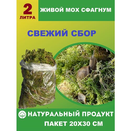 ������ ������ ����� ��� ������� 2 �����, ��� �������, ������, �������� ����