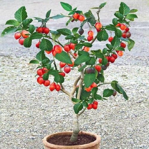 ������ ������ �������� ������, ����������, ��������� �������, ���������, ������ ����