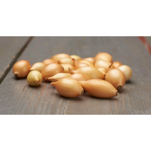 ������ ������ ��� - ����� ������ ������� (������-����������) 110�� ������� ����