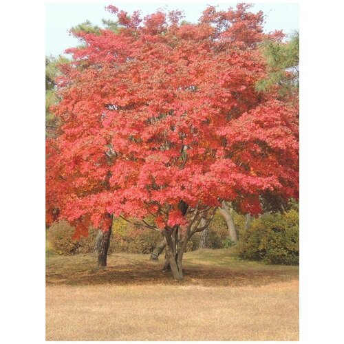 ������ ������ ������ ��� ������������ (Acer mandshuricum), 10 ���� ����