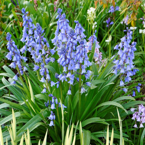 ������ ������ �������� ������, �hipollino flowers, ������������ BLUE (10 �������) ����