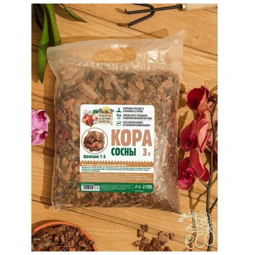 ������ ������ ���� ����� 