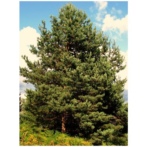      (Pinus sylvestris), 55  