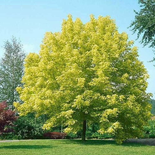      (. Acer negundo)  10 