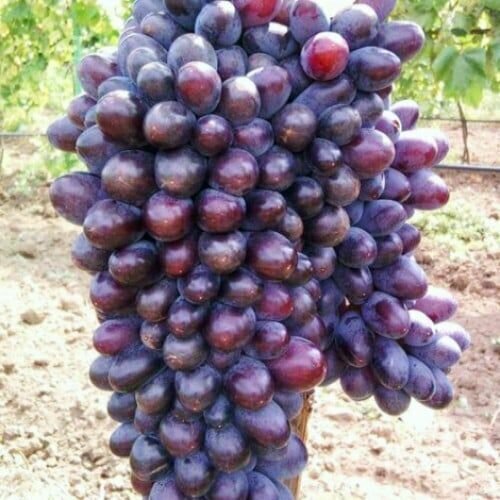 ������ ������ �������� ������ ������ (2 ��) ����