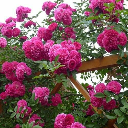 ������ ������ ���� ��������� ����� ��������� ����