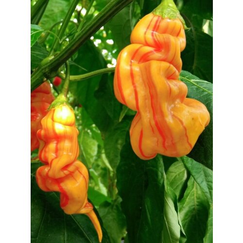 ������ ������ ������ ������ ����� Sugar rush stripey, 5 ���� ����