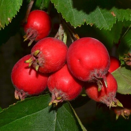 ������ ������ ������� ��������� �������� ( 4-5 ��� , �10 , 125-150 �� ) ����