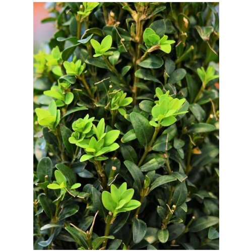 ������ ������ ������ ������ ������������ (Buxus sempervirens), 10 ���� ����
