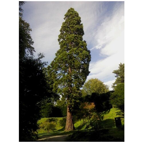������ ������ ������ ������� ����������� (Sequoia sempervirens), 20 ���� ����