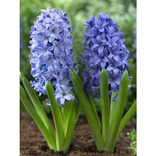 ������ ������ �������� ������� ������� 2 ��. ����