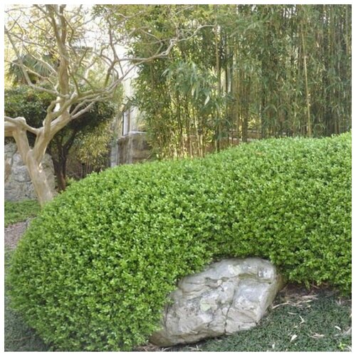 ������ ������ ������ ������ ������ ��������� ������������ Sinica 25 ��. ����