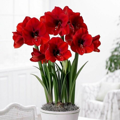    , Hippeastrum Red Lion,    -     , -,   