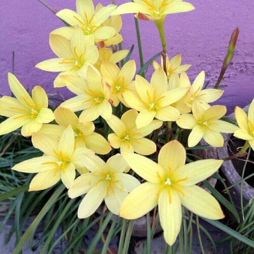 ������ ������ ���������� ��������� ������-������, ������ ����