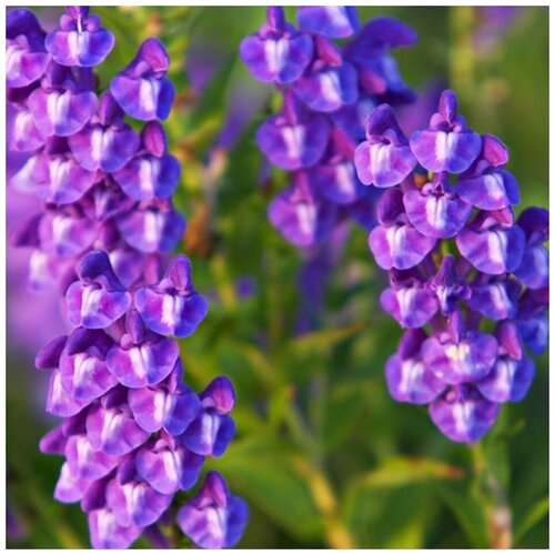 ������ ������ ������ ������ ������� ����������� 50 ��. ����