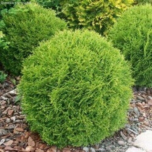 ������ ������ ��� �������� ������ (1 ������� � ������ 15-20 ��). Belgium Plants Van. (�������) ����