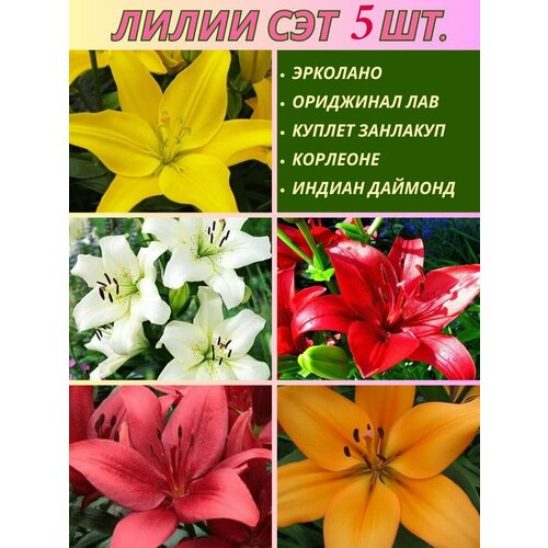 ������ ������ ����� ���������, ��������, ��� �� 5 ���� ����