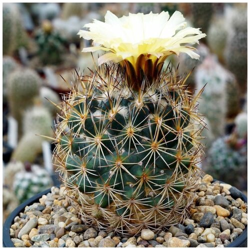      Coryphantha potosiana PAR-15 10 .   -     , -,   