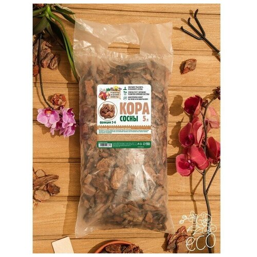 ������ ������ ���� ����� 