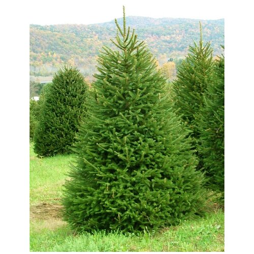 ������ ������ ������ ��� ����������� (Picea abies), 55 ���� ����