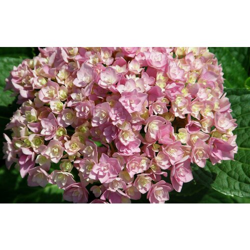 ������ ������ ������� ��������� �������������� � ��� �� ������ ( 2 ���� , �2 , 10-20 �� ) ����