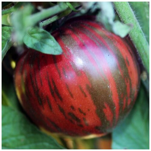 ������ ������ ������ ������ ����� �����-��������� ������������ 10 ��. ����