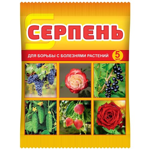 ������ ������ ���� ��������� �������� �������, 5 �� ����