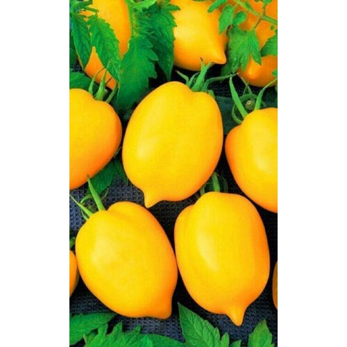 ������ ������ ������ ����� ��������� 20�� ����� ������ (��������� ������) ����