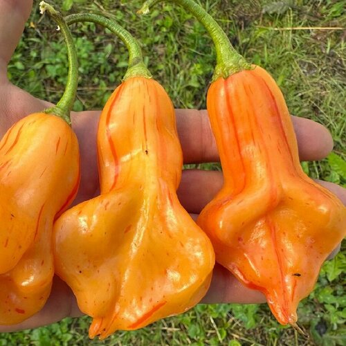 ������ ������ ������ ������ ����� ������ Zebrange 5 ��. ����