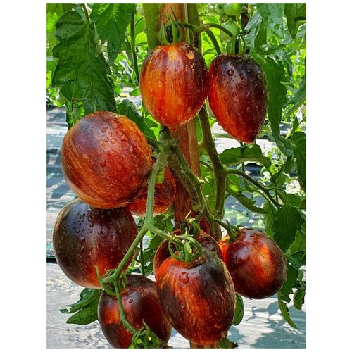 ������ ������ ������ ����� ��������� (Gargamel), 10 ���� ����