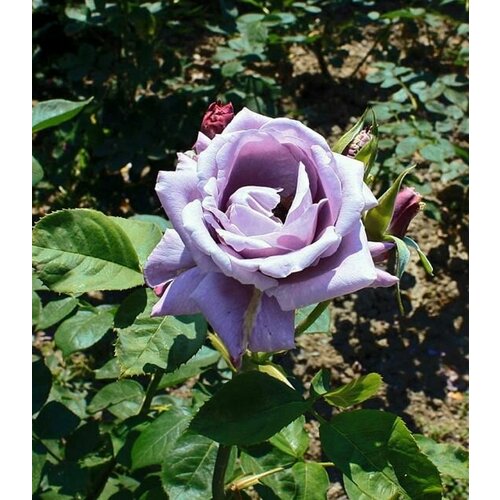 ������ ������ ���� ��������� ������� ����� 2�� ����