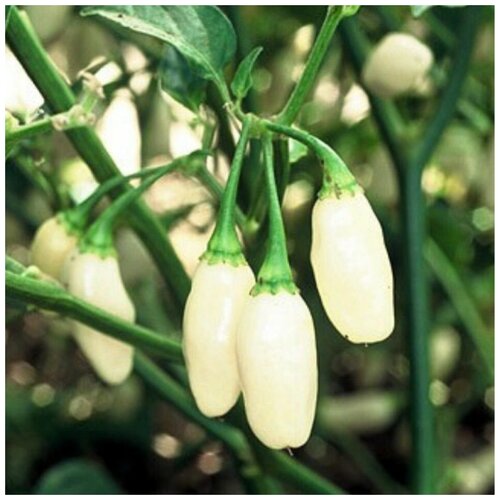 ������ ������ ������ ������ ����� ������ Habanero white 5 ��. ����