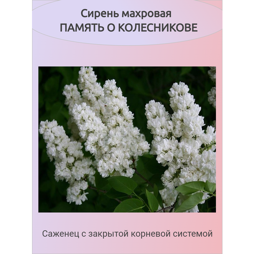 ������ ������ ������ �������� ������ � ����������� (�������) ����