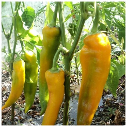 ������ ������ ������ ������ ����� ������� ������� ������ 10 ��. ����