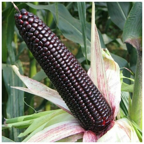 ������ ������ ������ ������ �������� ������ 10 ��. ����