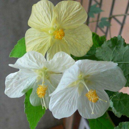 ������ ������ ������ �������� ������ 7 ��. (1 ��������) ����