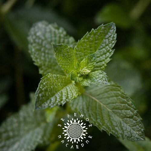      (. Mentha piperita) 150   Green Legacy 