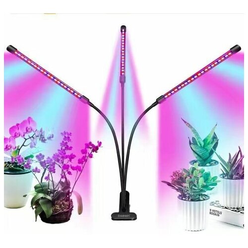 ������ ������ ���������, ��� �������, ����������, 3 �����, 30�� ����