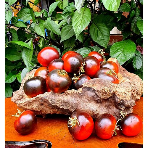 ������ ������ ������ ����� ������ ������� (Night Saranak) / Seeds And Goods / � �������� zip-lock ��� ���������� 15 ����� ����