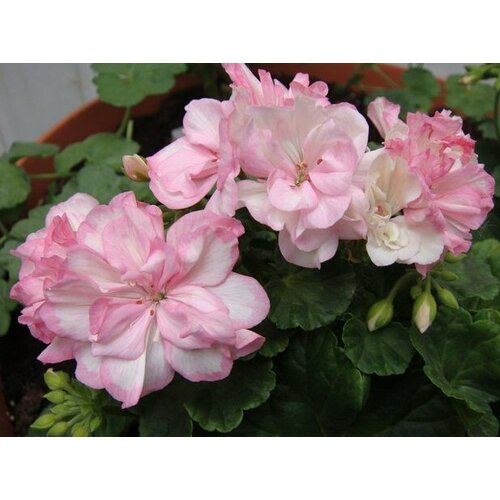 ������ ������ ������ ���������� ��������� �������� ����� ���� 4 �� (1 �������� (O)) ����