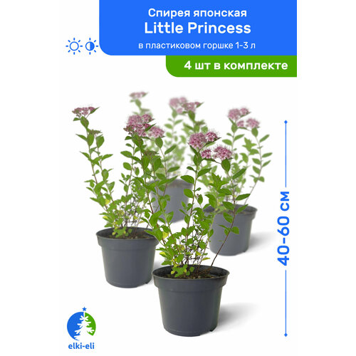     Little Princess ( ) 40-60     1-3 , ,   ,   4  