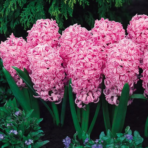 ������ ������ �������� ������, �hipollino flowers, ������� PINK SURPRISE (2 ��������) ����