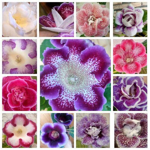 ������ ������ ������ ��������� 50�� (������� � �������� ��������) ����