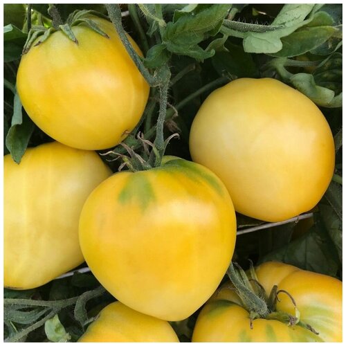 ������ ������ ������ ������ ����� ���� �������� ��������� 10 ��. ����