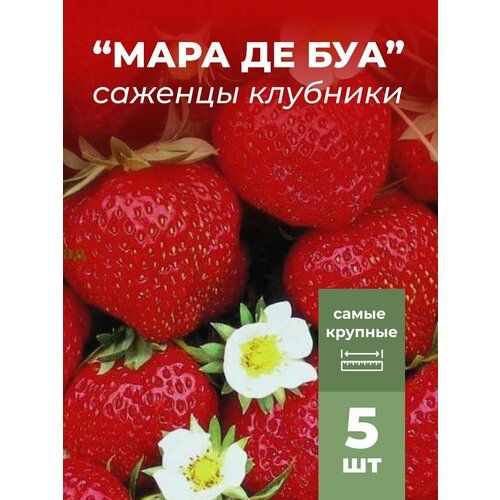 ������ ������ �������� ����� ������������� ���� �� ���, �������/��������� �������� 5 �� ����